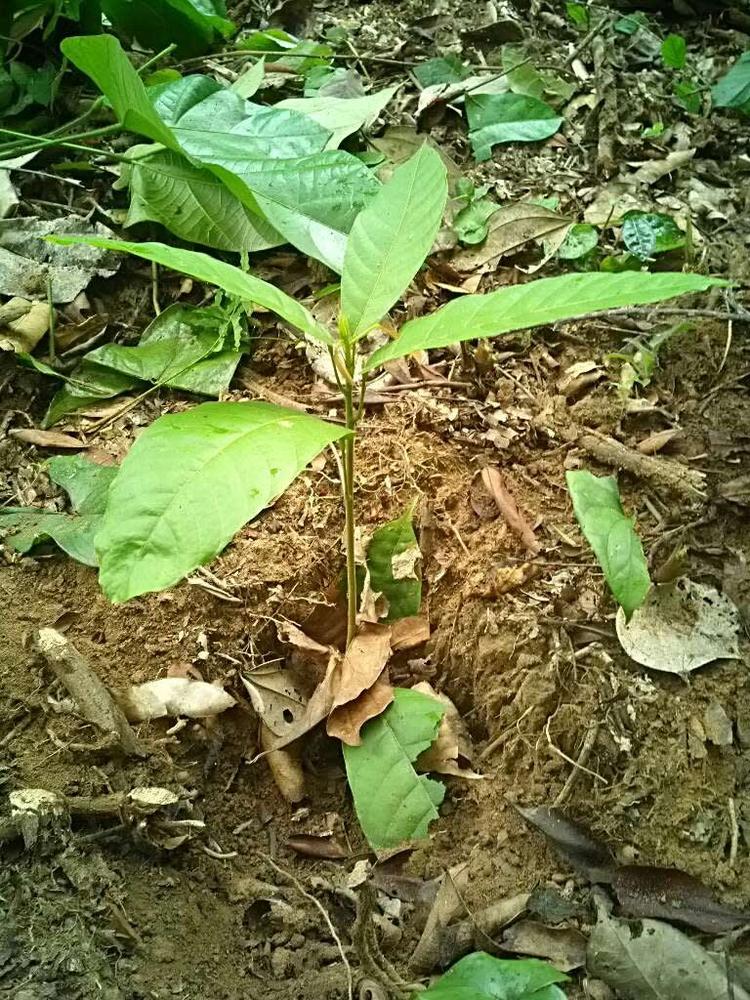 tree image