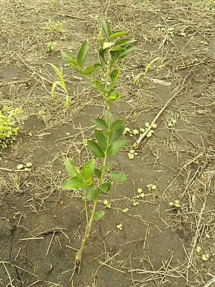 tree image