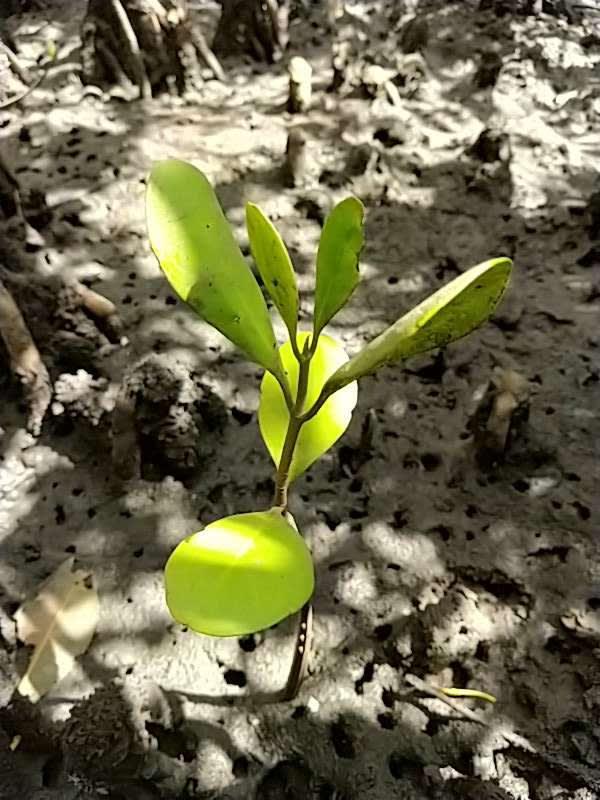 tree image