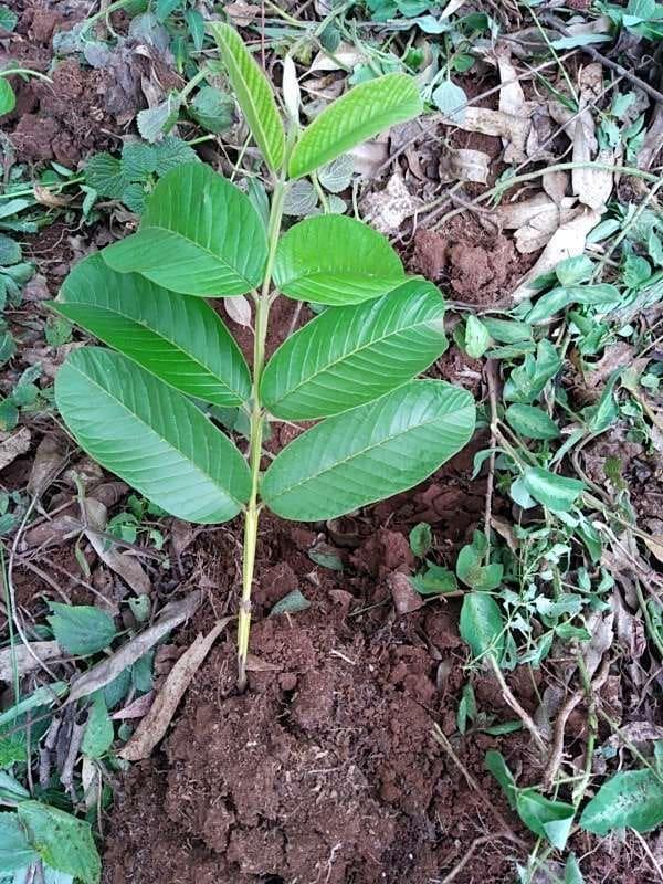 tree image
