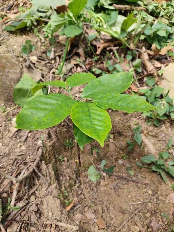 tree image