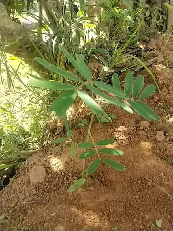 tree image