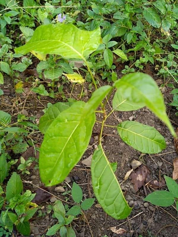 tree image