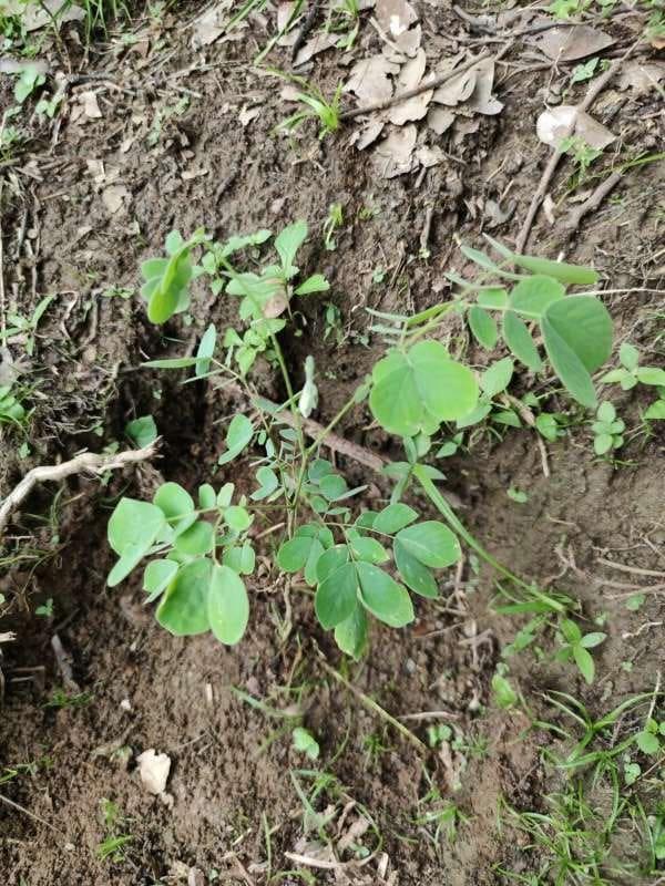 tree image