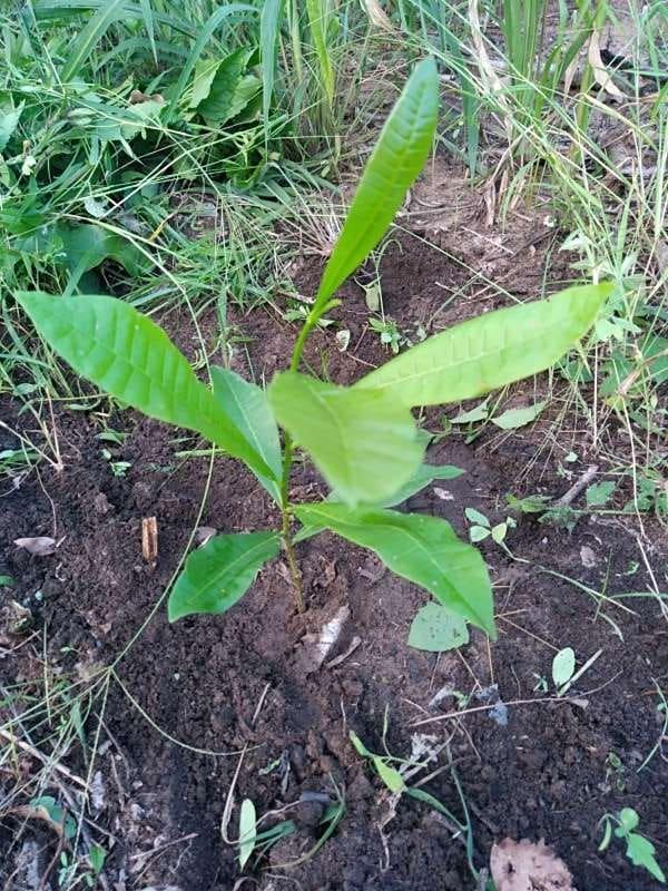 tree image
