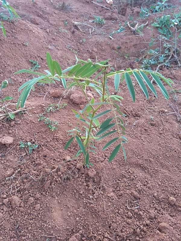 tree image