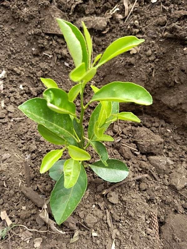 tree image