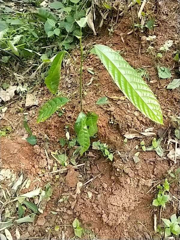 tree image