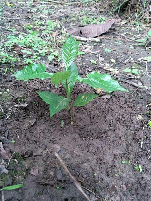 tree image