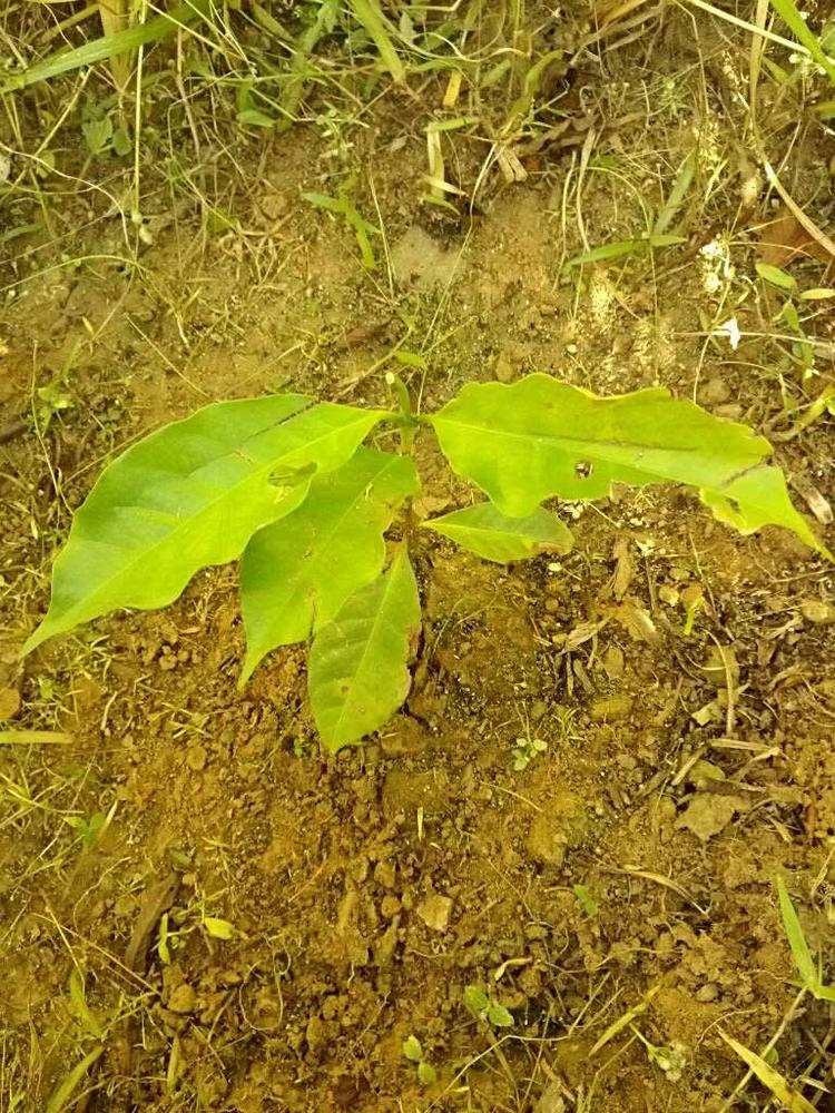 tree image