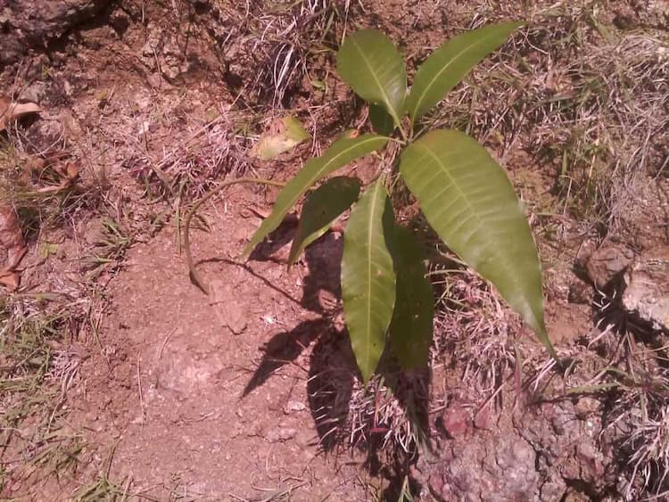 tree image
