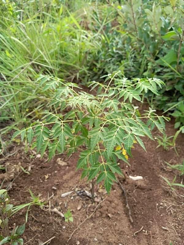tree image