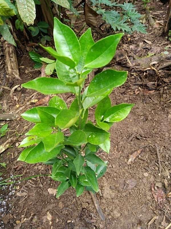 tree image
