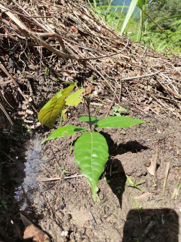 tree image
