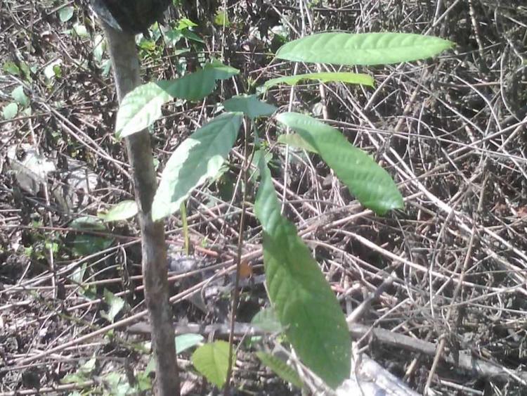 tree image