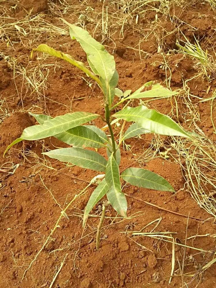 tree image