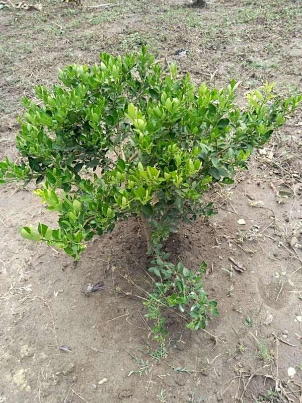 tree image