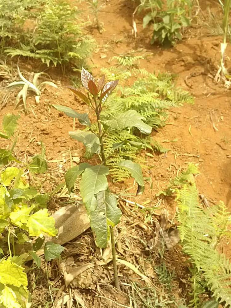 tree image