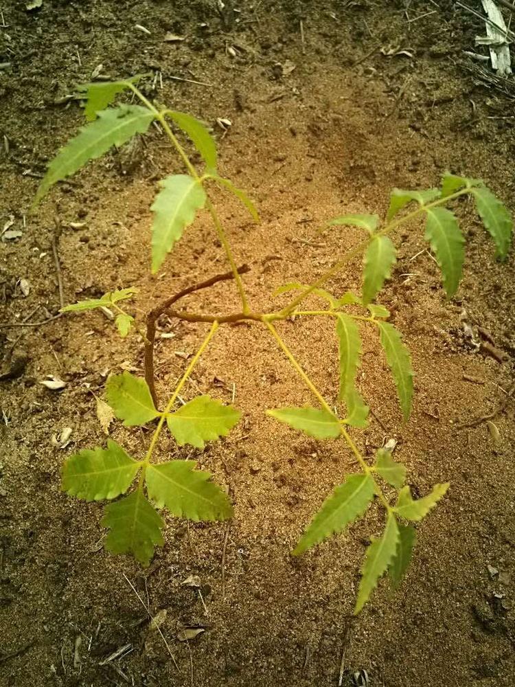 tree image