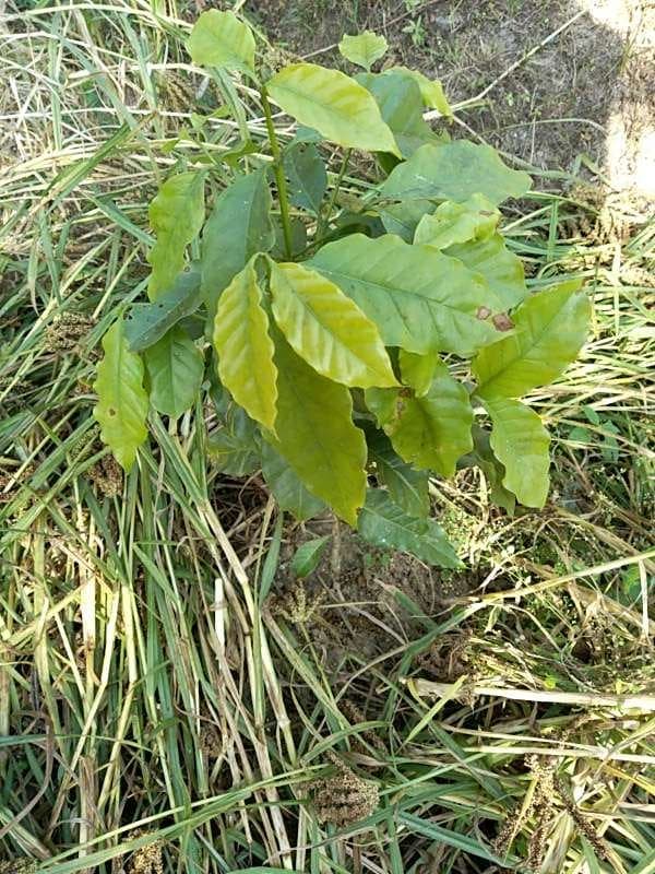 tree image