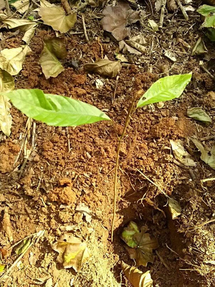 tree image