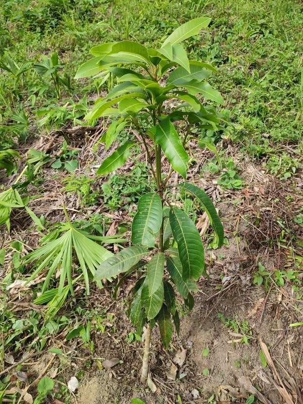 tree image