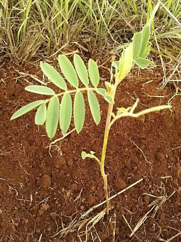 tree image