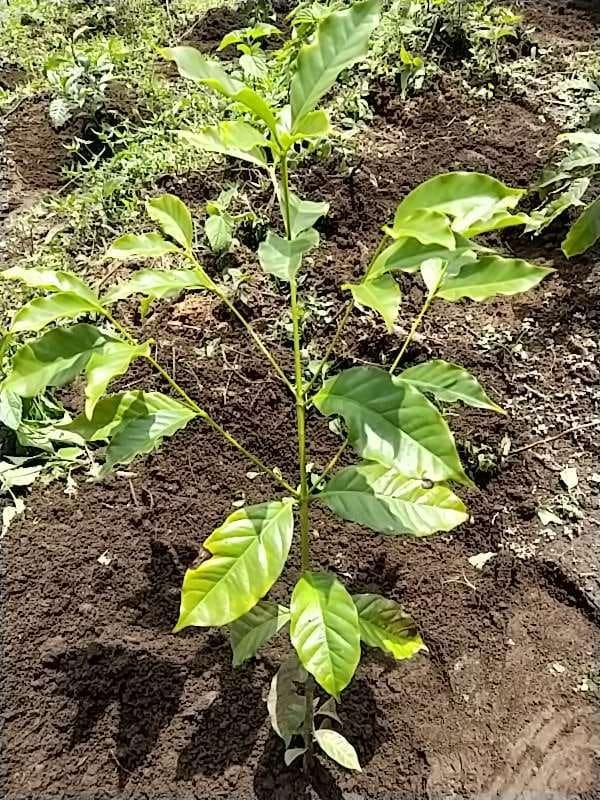 tree image