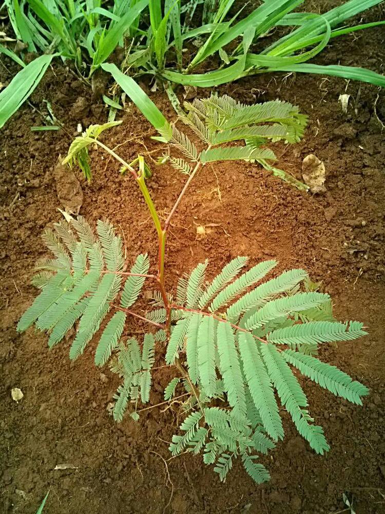 tree image