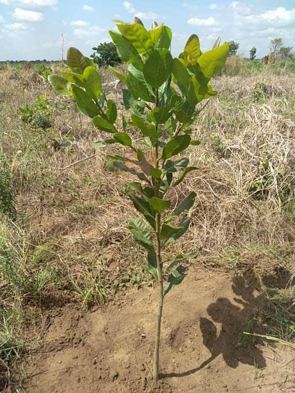 tree image