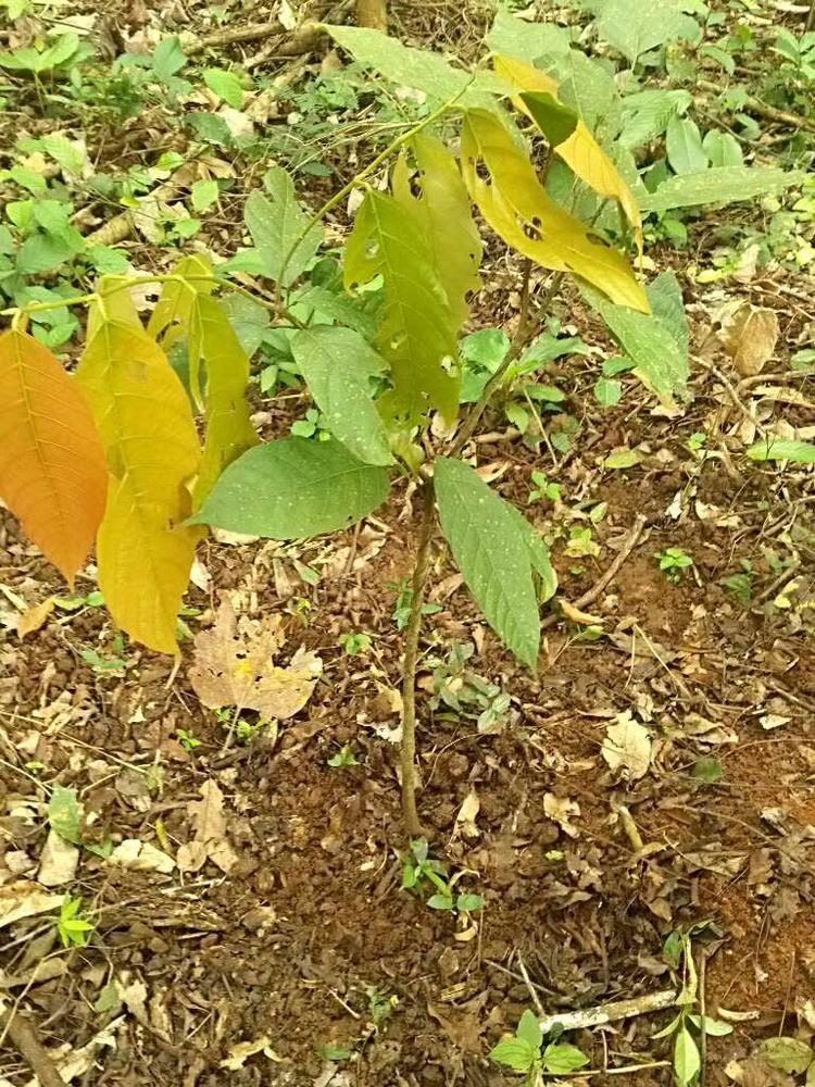 tree image