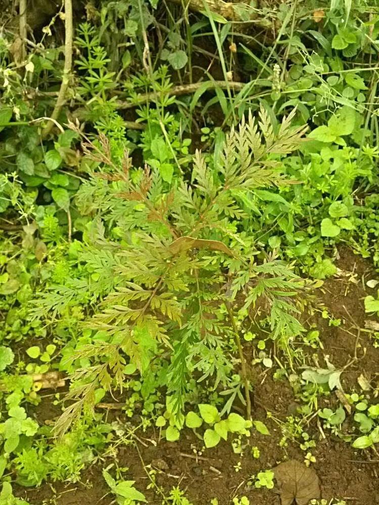 tree image