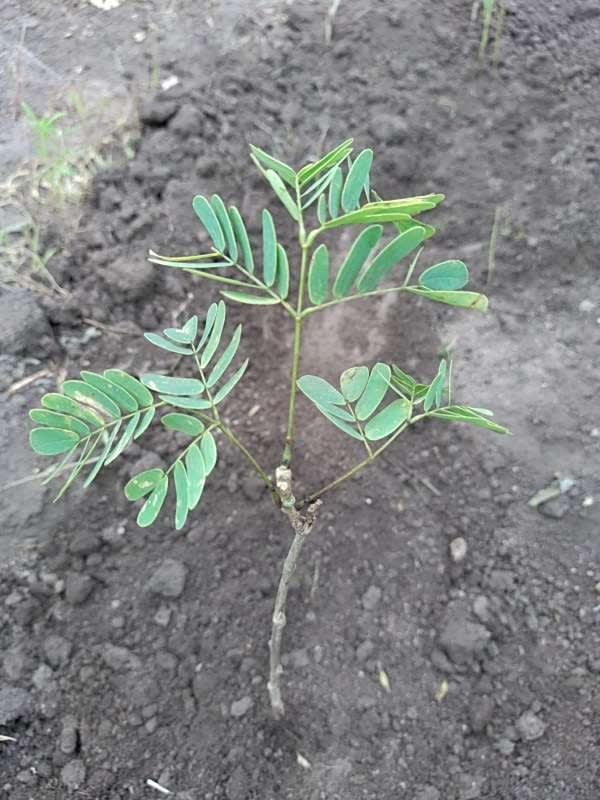tree image