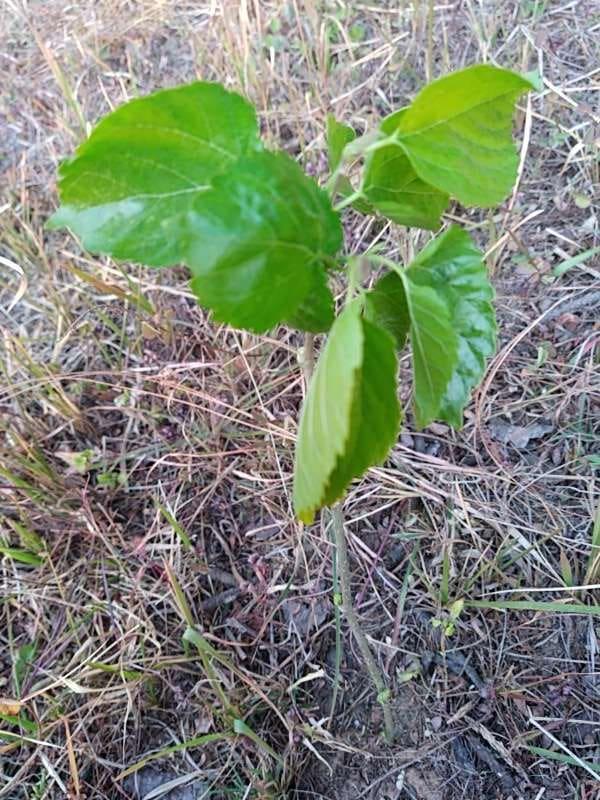 tree image