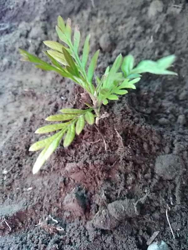 tree image