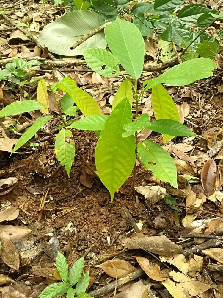 tree image