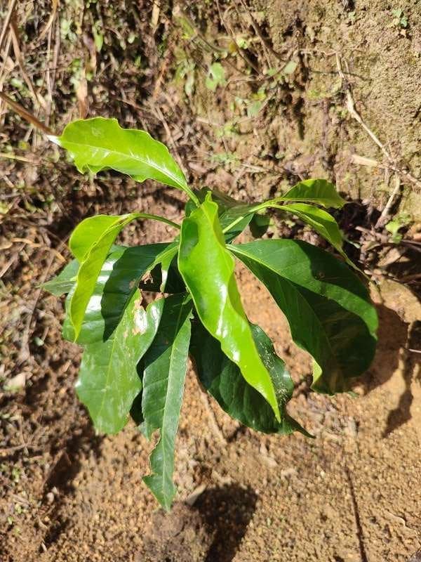 tree image