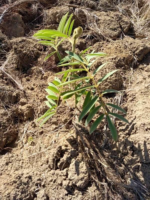 tree image
