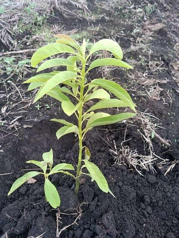 tree image