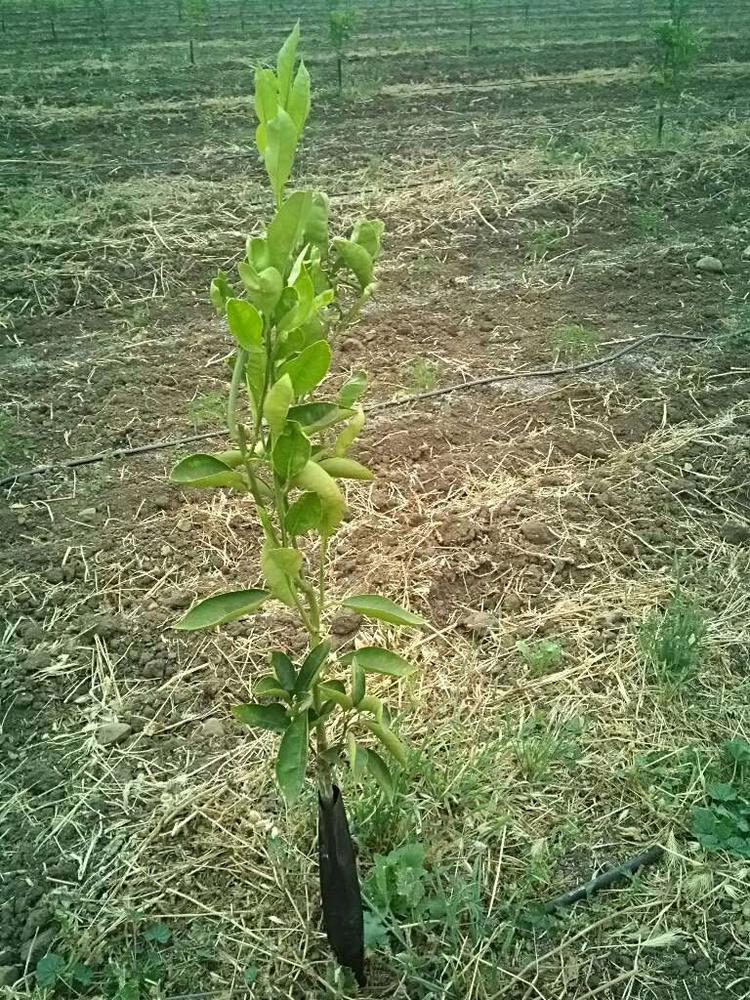 tree image
