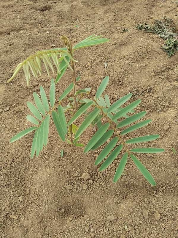 tree image