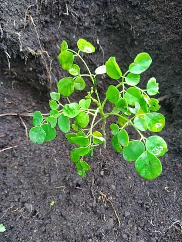 tree image