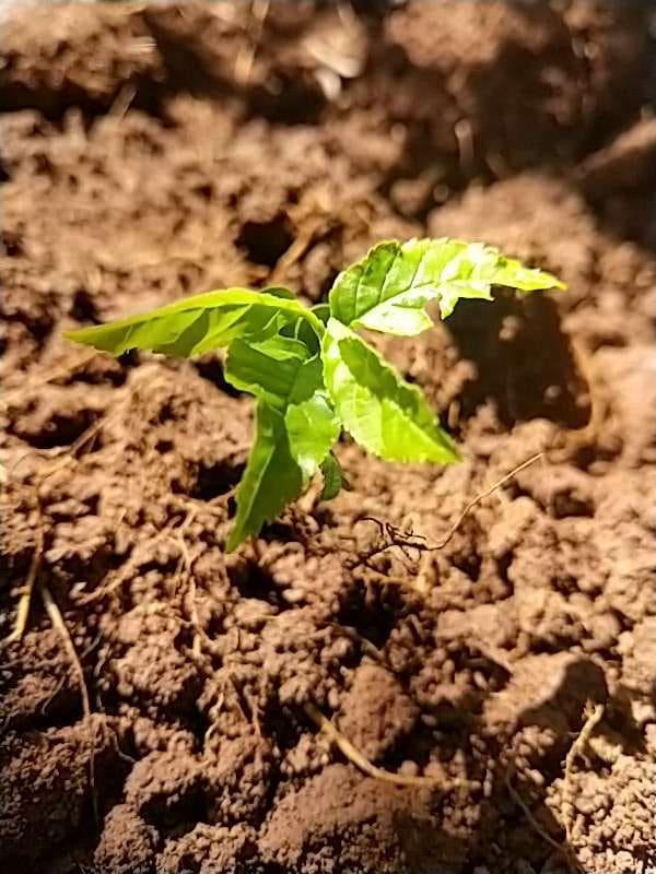 tree image