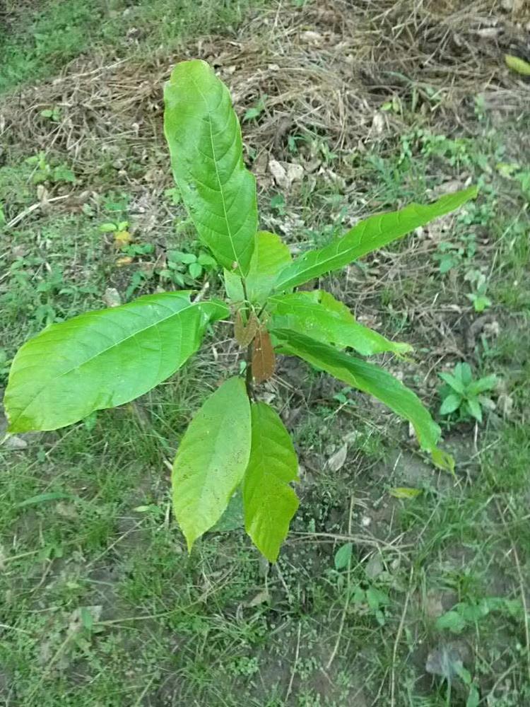 tree image