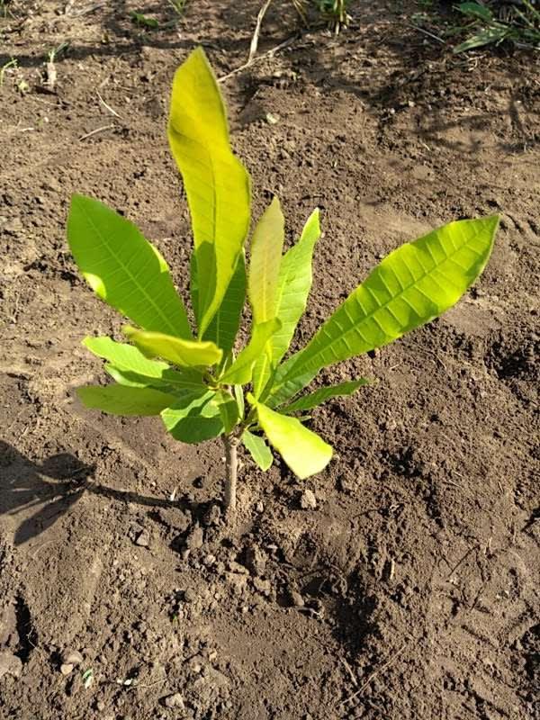 tree image