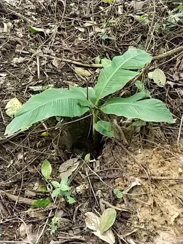 tree image