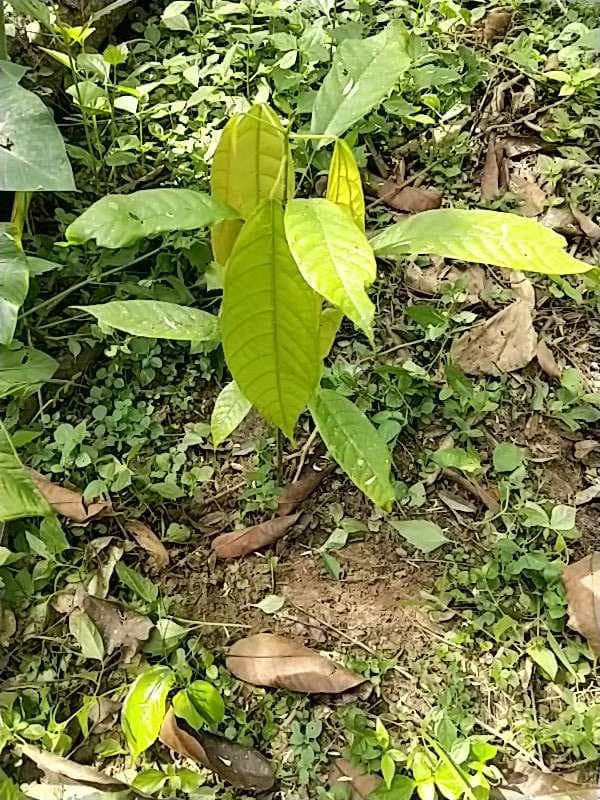 tree image