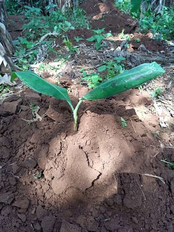 tree image