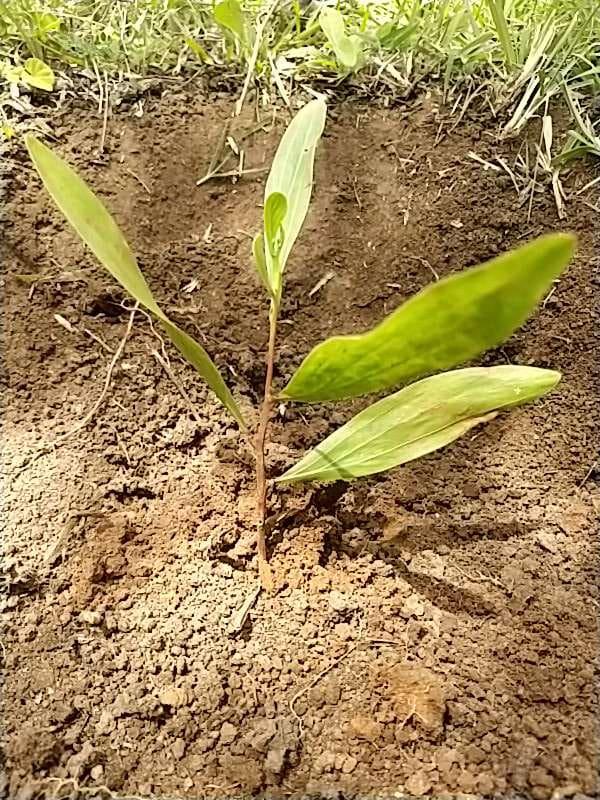 tree image