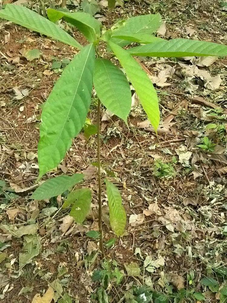 tree image